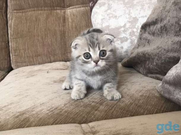 Шотландские вислоухие котята, фотография 1