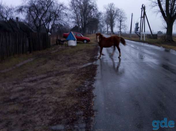 Жеребенок, фотография 1