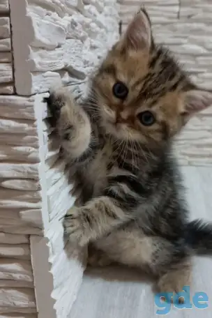 Британские котята, фотография 1