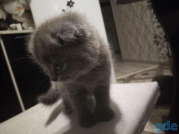 Продам шотландских веслоухих котят, фотография 2