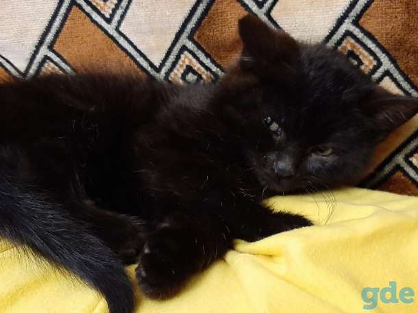 Котята, фотография 2