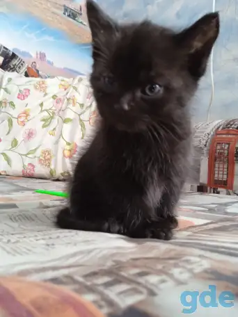 Отдаю котят в добрые ручки.Возраст 2 месяца (не породистые), фотография 1
