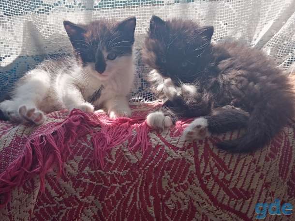 Отдам в надежные руки котят, фотография 5