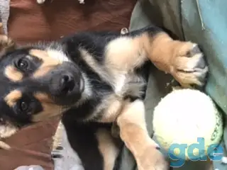 немецкая овчарку СРОЧНО!!! бесплатно, фотография 1