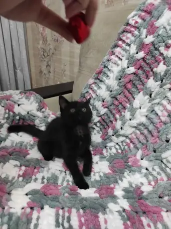 Котята в добрые руки, фотография 3