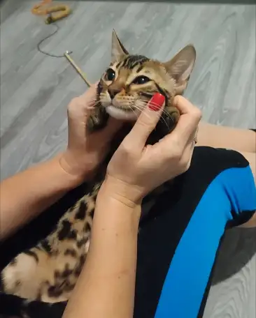 Бенгальский котенок девочка, фотография 5
