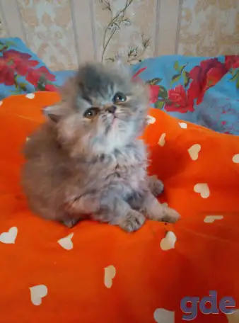 Экзотические плюшевые короткошетстные мраморные котята, фотография 7