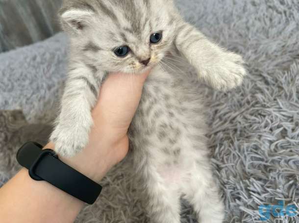 Шотландские котята, фотография 8