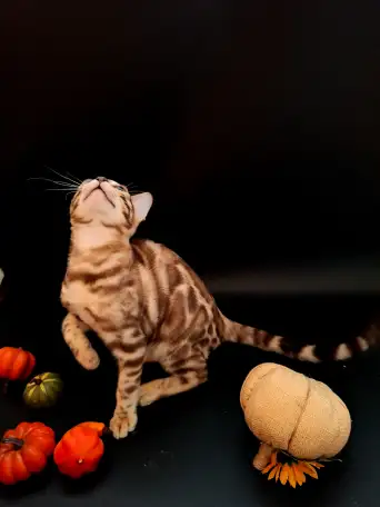 Бенгальские котята, фотография 3