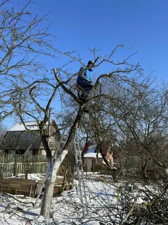 Обрезка плодовых деревьев, сада., фотография 5
