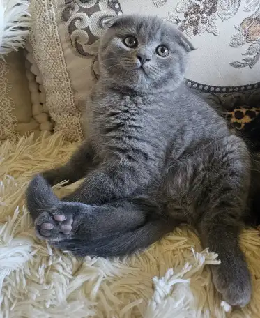Шотландский котёнок, фотография 3