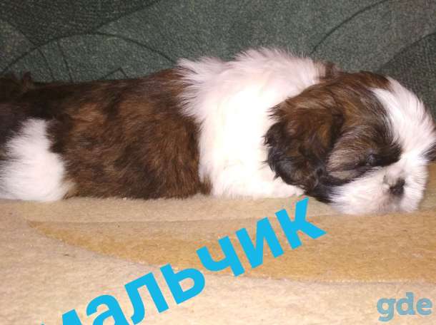 Продам породистых щенков ши тцу!, фотография 3