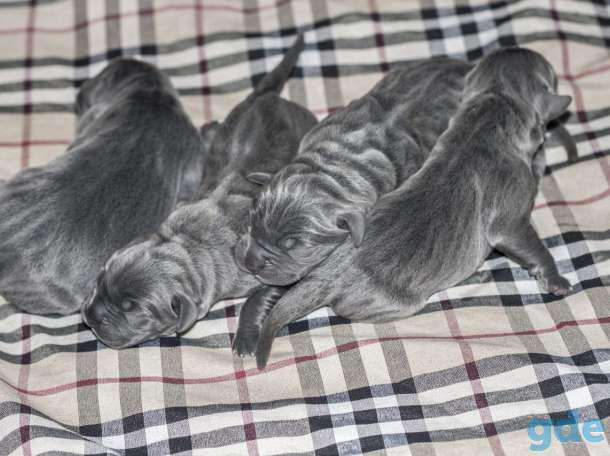 Щенок Кане-корсо Итальянский мастиф, фотография 1
