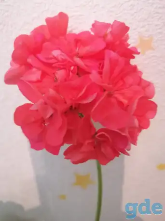 Продаю цветы, фотография 8