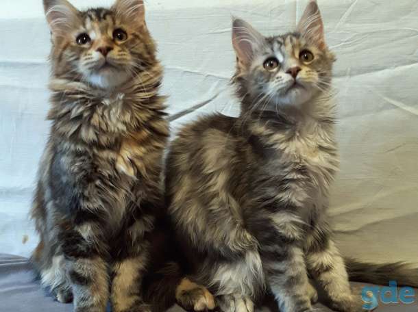 Котята Мейн Кун, фотография 2
