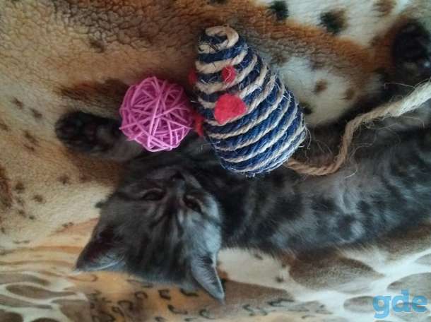 Продам чистокровных котят, фотография 5