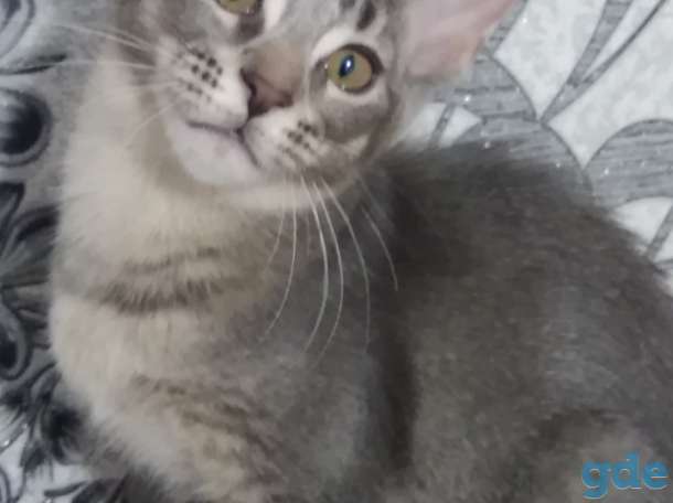 Крупные котята, фотография 1