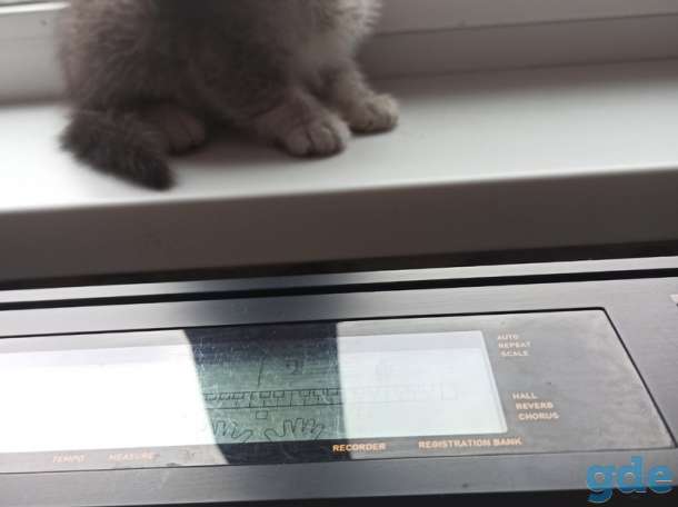 Котята, фотография 9