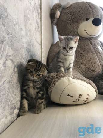 Шотландские плюшевые котята ТОРГ УМЕСТЕН, фотография 1