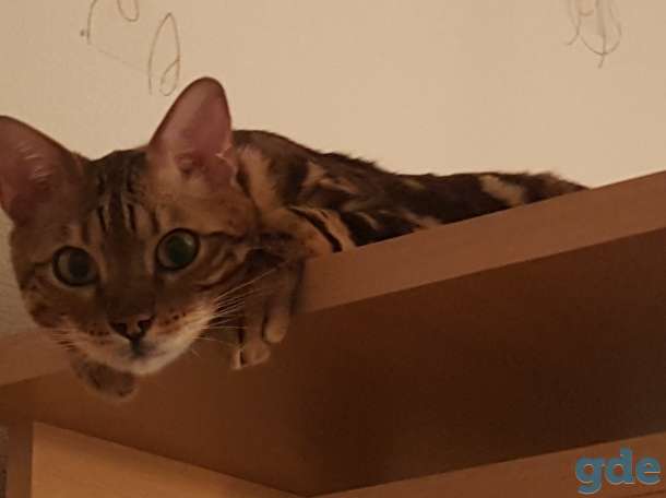 Бенгальский котик в дар, фотография 1