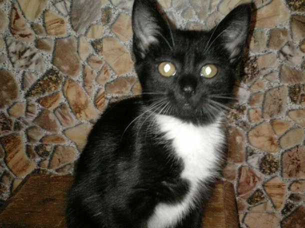 Котята в дар, фотография 4