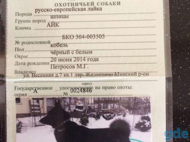 продам щенков русско-европейской лайки, фотография 1