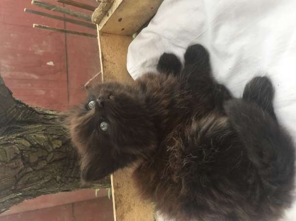 Котята, фотография 5