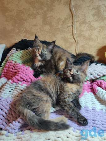 Котята Мейн-кун, фотография 5