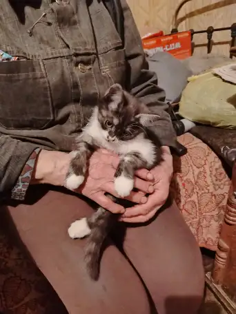 Отдам котят, фотография 5
