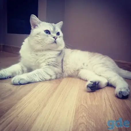 Шотландский кот вязка, фотография 1