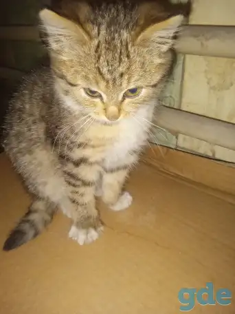 Отдам котенка в хорошие руки, фотография 3