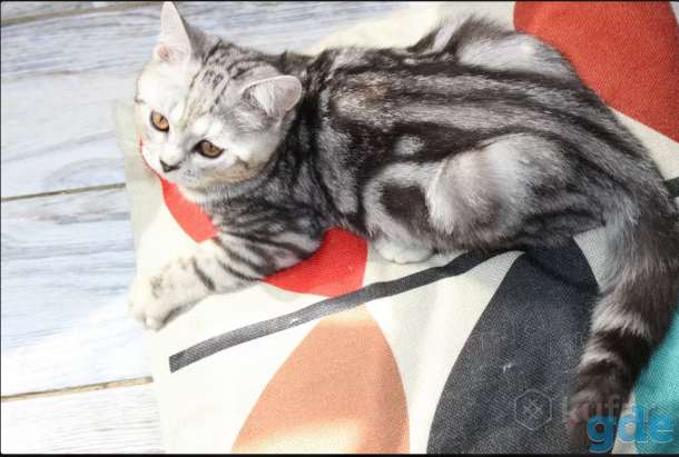 Британский котенок окраса табби, фотография 1