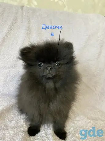 Померанский шпиц, фотография 1