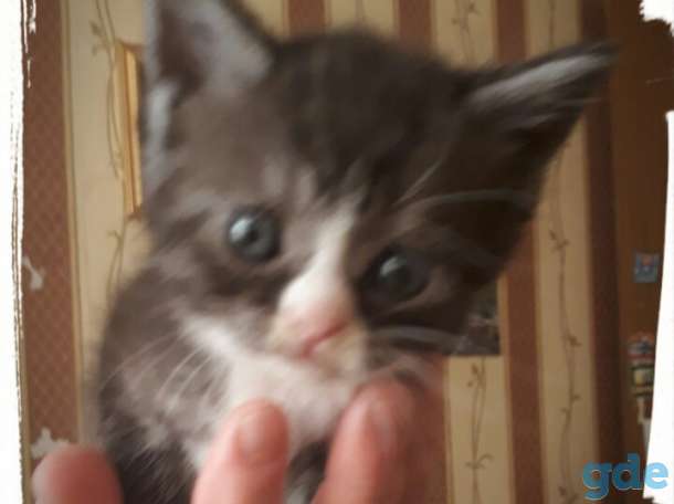 Котята, фотография 3