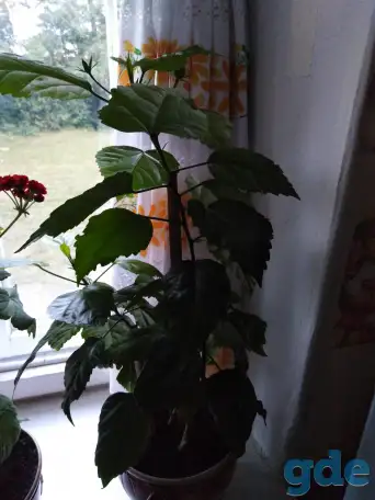 Продам цветы, фотография 4