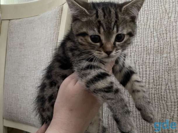 Продам милого Скотиш-страйт, фотография 2