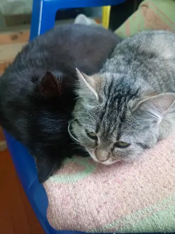 Усыновите котенка!, фотография 1