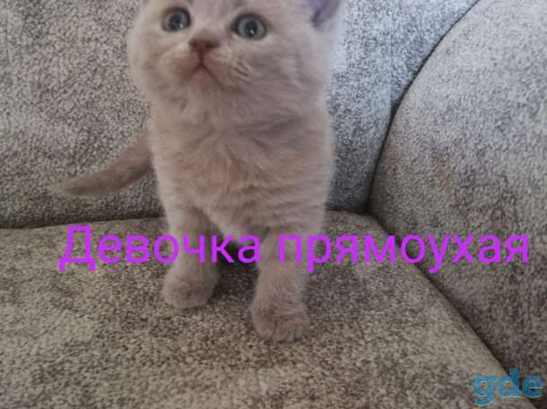 Шотландские котята, фотография 1
