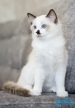 Котёнок Рэгдолл в любящую семью, фотография 2