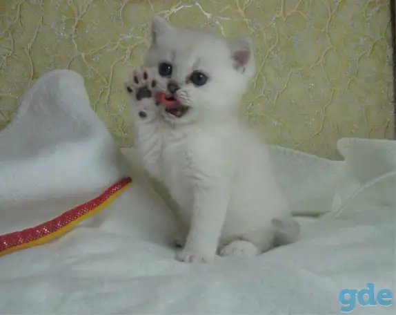 Котята британские, фотография 3