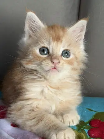 Котята Мейн-кун, фотография 9