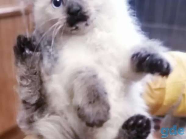 Котята бесплатно., фотография 3