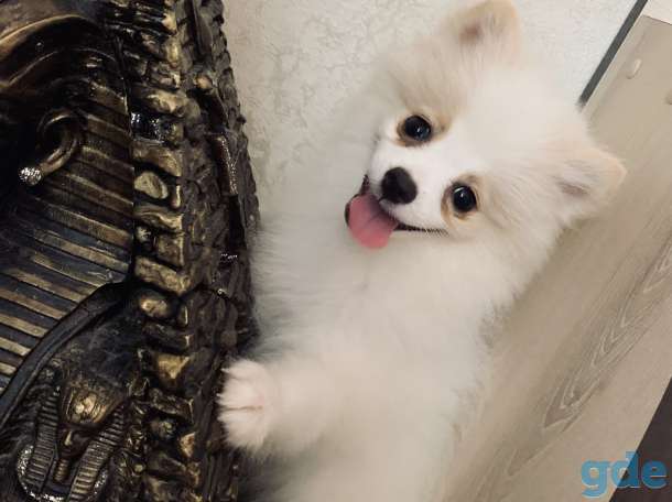 Продам очаровательных малышей немецкого малого шпица, фотография 3