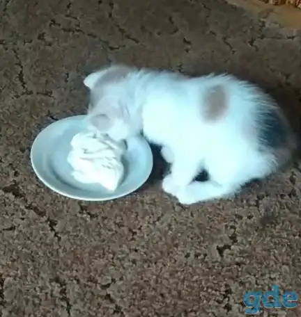 Отдам в хорошие руки трехцветную кошечку полтора, фотография 4