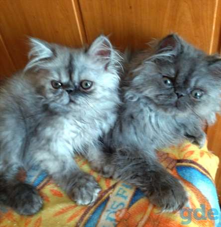 Персидские котята экстремалы чистокровные персы., фотография 7