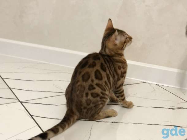 Бенгальская кошечка, фотография 7