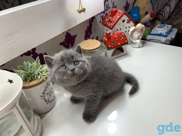 Британские котята., фотография 2