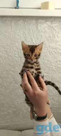 Бенгальские котята, фотография 4