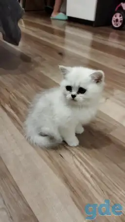 Котёнок девочка британская короткошерстная, фотография 1