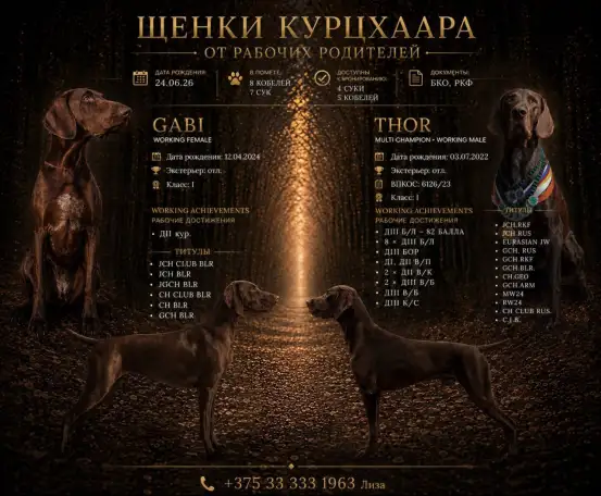 Щенок немецкий курцхаар, фотография 1
